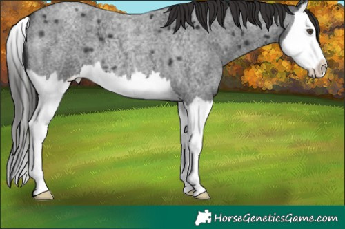 Horse Color:Liver Red Roan Splash 