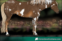 Horse Color:White Spotted Chocolate Palomino