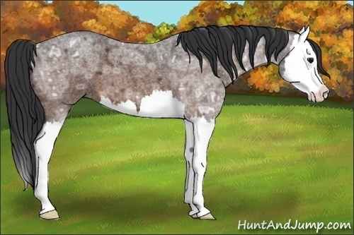 Horse Color:Bay Ice Roan Splash 