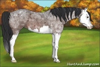Horse Color:Bay Ice Roan Splash 