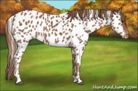 Horse Color:Chestnut Near Leopard 