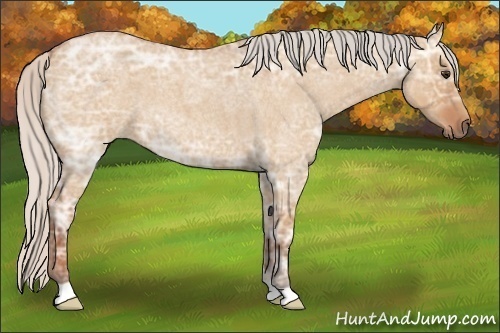 Horse Color:Silver Bay Ice Roan Dun 