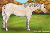Horse Color:Silver Bay Ice Roan Dun 