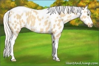 Horse Color:Silver Amber Champagne Roan Dun Tobiano Frame Varnish Rabicano 