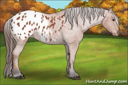Horse Color:Bay Roan Appaloosa