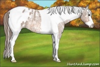 Horse Color:Buckskin Ice Roan Splash Tobiano Blanket