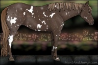 Horse Color:White Spotted Liver Chestnut 