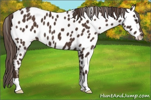Horse Color:Liver Chestnut Appaloosa 