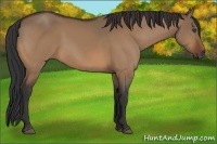 Horse Color:Bay Dun