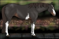 Horse Color:White Spotted Liver Chestnut Sabino