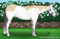 Horse Color:Amber Cream Champagne Roan Dun Splash