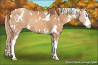 Horse Color:White Spotted Gold Champagne Splash