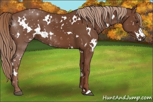 Horse Color:White Spotted Chestnut