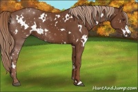 Horse Color:White Spotted Chestnut 