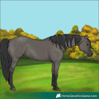 Horse Color:Grullo 