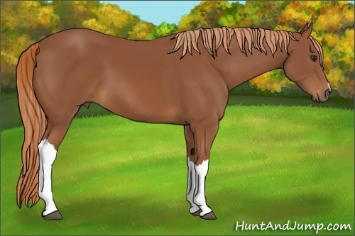 Horse Color:Chestnut 