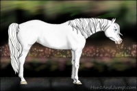 Horse Color:Silver Perlino Blanket 