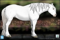 Horse Color:Liver Red Roan Appaloosa 