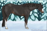 Horse Color:Liver Chestnut