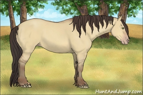 Horse Color:Amber Champagne Dun 