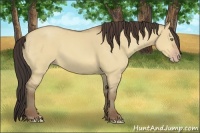 Horse Color:Amber Champagne Dun 