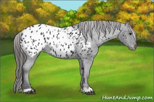 Horse Color:Black Appaloosa 