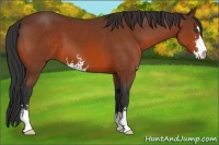 Horse Color:Bay Sabino 