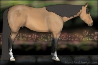 Horse Color:Buckskin Sabino