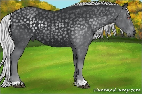 Horse Color:Silver Black Chinchilla 