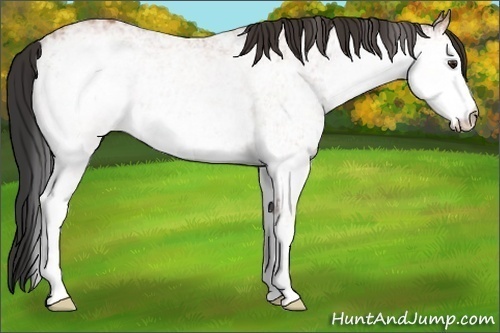 Horse Color:White Spotted Bay Ice 