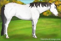 Horse Color:White Spotted Bay Ice 