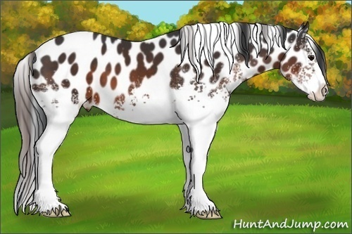 Horse Color:White Spotted Brown Appaloosa 