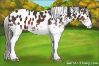 Horse Color:White Spotted Brown Blanket 