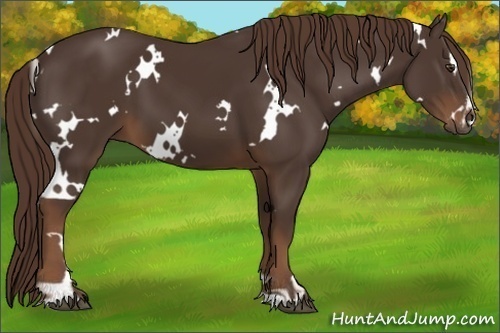 Horse Color:White Spotted Liver Chestnut Sabino 