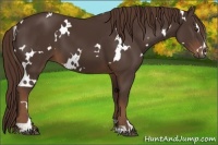 Horse Color:White Spotted Liver Chestnut Sabino 