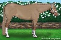 Horse Color:Liver Red Dun Roan 