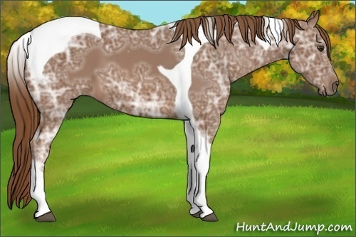 Horse Color:Chestnut Ice Tobiano