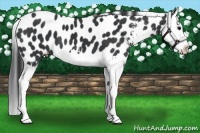 Horse Color:Black Sabino Splash Appaloosa 