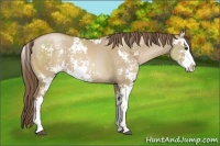 Horse Color:Grullo Pearl Sabino
