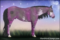 Horse Color:Grullo Sabino 