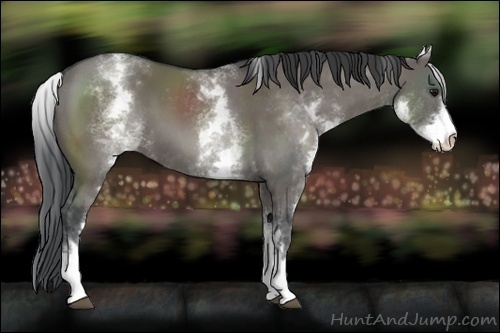 Horse Color:White Spotted Grullo Sabino