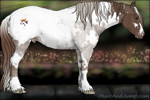 Horse Color:White Spotted Liver Chestnut Near Fewspot 