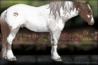 Horse Color:White Spotted Liver Chestnut Near Fewspot