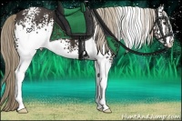 Horse Color:White Spotted Liver Chestnut