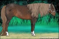 Horse Color:Liver Chestnut 