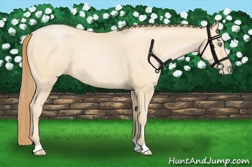 Horse Color:Buckskin Pearl
