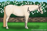 Horse Color:Buckskin Pearl 