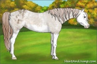 Horse Color:White Spotted Buckskin Dun Splash Appaloosa 