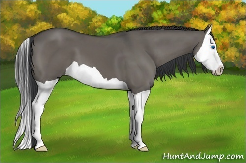 Horse Color:Grullo Splash