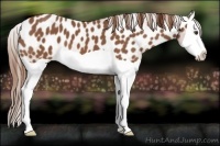 Horse Color:Chestnut Splash Appaloosa 